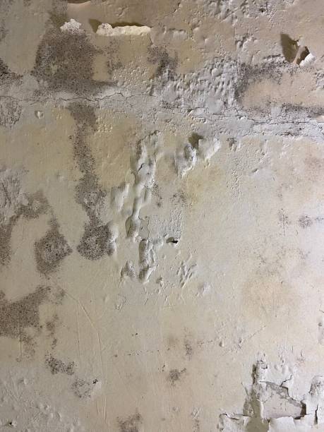 Best Crawl Space Mold Removal  in Sandia Heights, NM