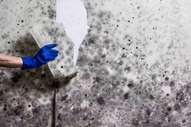 Best Commercial Mold Removal  in Sandia Heights, NM