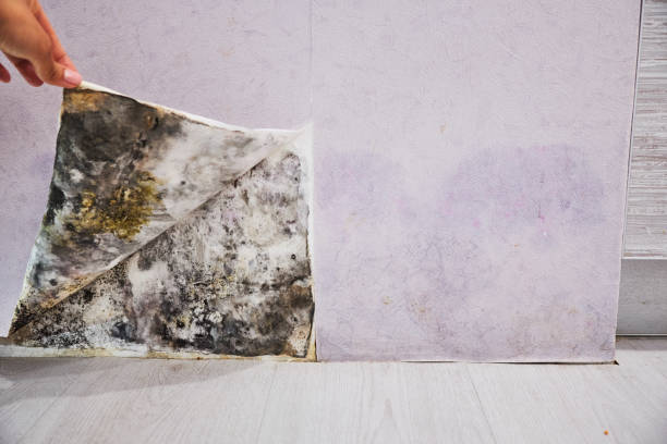 Best Mold Damage Repair  in Sandia Heights, NM